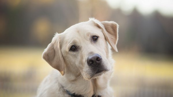 labrador-retriever