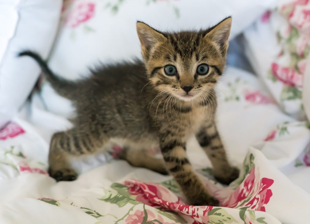 Fui comprar plantas para o jardim e acabei levando, além delas, dois gatinhos. Gatinhos sem dono, selvagens, criados entre plantas da Mata Atlântica...